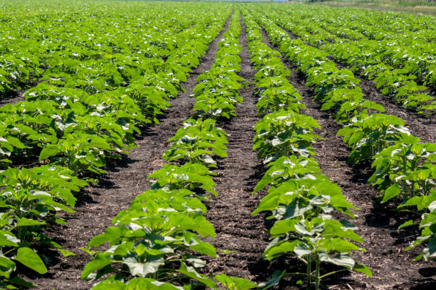 istock The sunflower plant. 967793118