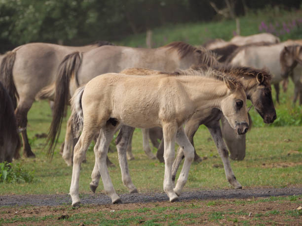 istock wild horses in the german muensterland 967793488