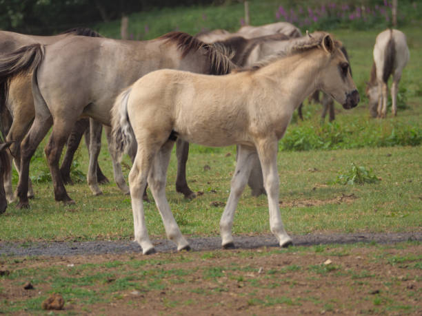 istock wild horses in the german muensterland 967793840