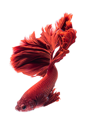 Red siamese fighting fish, betta fish isolated on white background