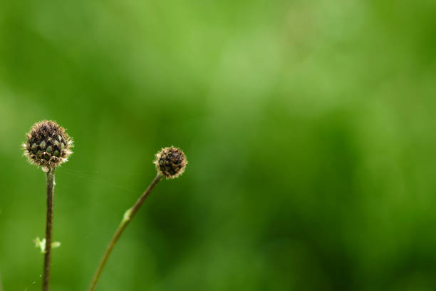 MACRO WEEDS WILD ROSE WIND BLOWN POLLEN SEEDS GRASS RIVER BANK CLOSE UP