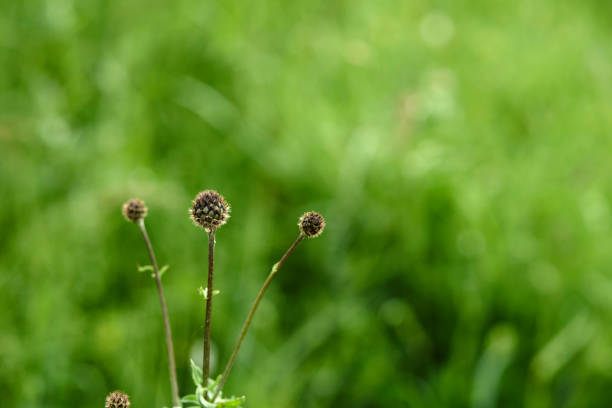 MACRO WEEDS WILD ROSE WIND BLOWN POLLEN SEEDS GRASS RIVER BANK CLOSE UP