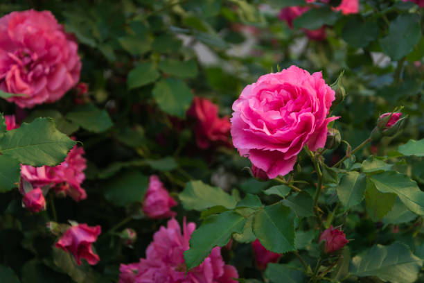 istock Garden rose flower 967799572