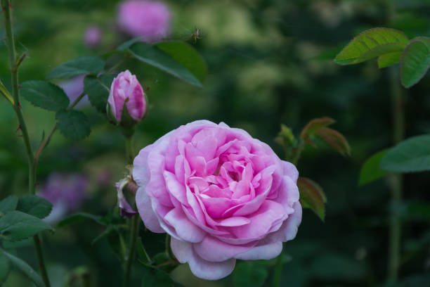 istock Garden rose flower 967799820