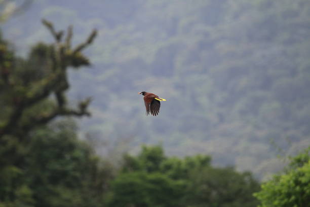 istock Oropendula Bird In Costa Rica 967804750
