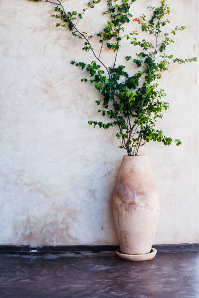 istock elegant plant in clay vessel decoration 967807356