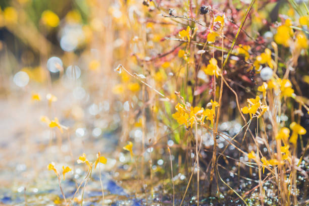 Spring summer small yellow flowers and in the field.