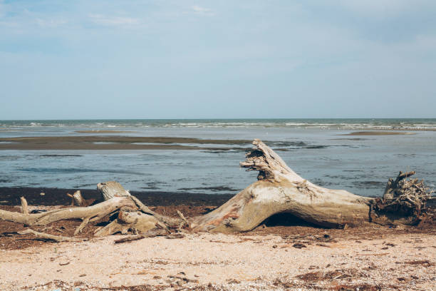 istock Dry tree on the shore of the wild sea 967809208
