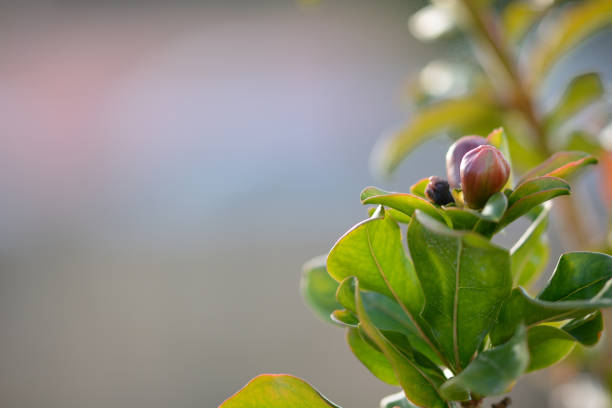 istock Pomegranate flower has not blossomed yet 967813468