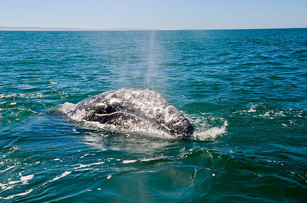 grey whale whatching  gray whale stock pictures, royalty-free photos & images