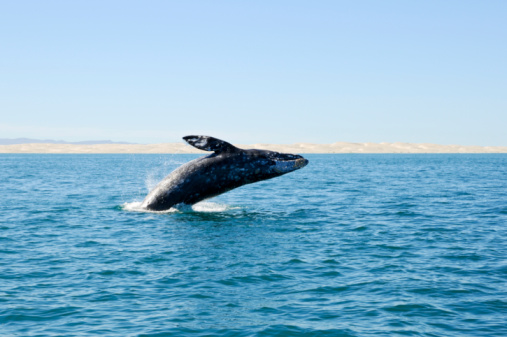 Violando ballena gris en Guerrero Negro, México photo
