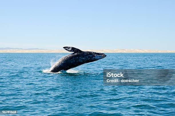 Breaching Gray Whale At Guerrero Negro Mexico Stock Photo - Download Image Now - Gray Whale, Mexico, Whale Watching