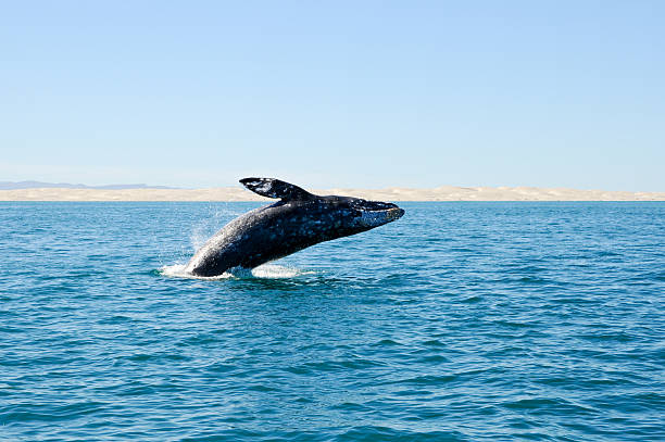 выскакивание из воды серый кит на guerrero негр, мексика - baja mexico стоковые фото и изображения