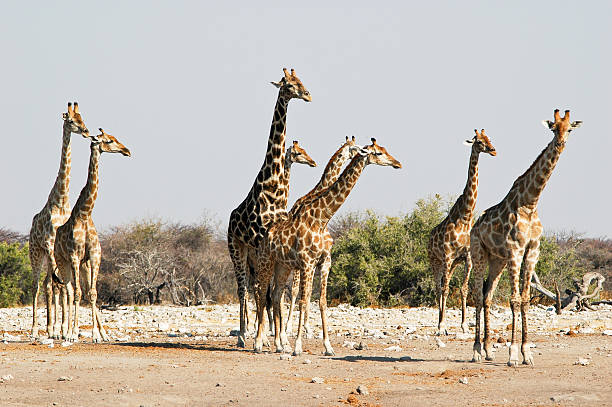 istock Giraffes in Etosha National Park, Namibia 96781684