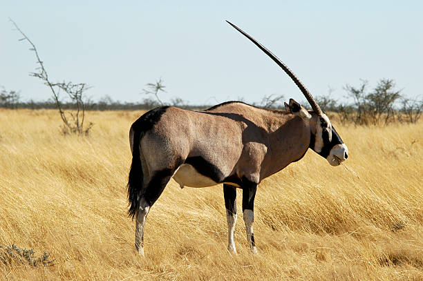 istock Oryx antelope in Etosha National Park, Nambia 96781696