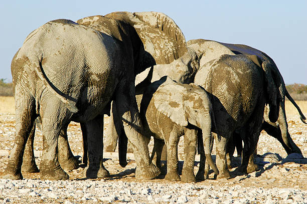 istock Elephants in Etosha National Park, Namibia 96781714