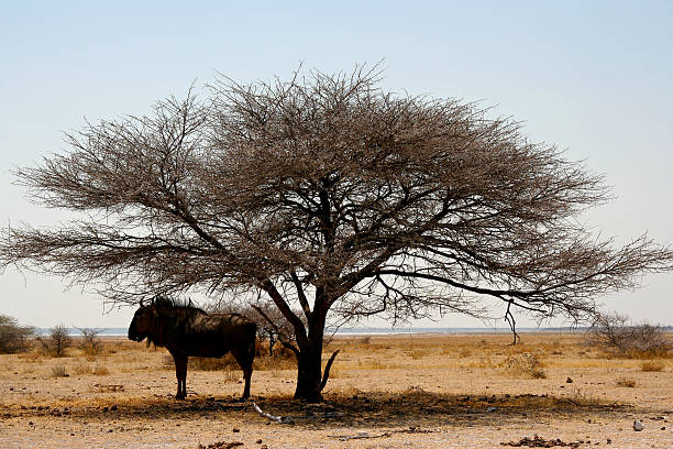 istock Standing Wildebeest in the Etoscha Nationalpark, Namibia 96781774