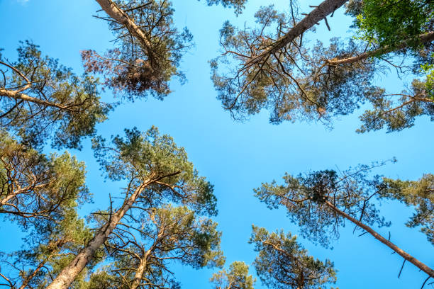 A view up into the trees direction sky