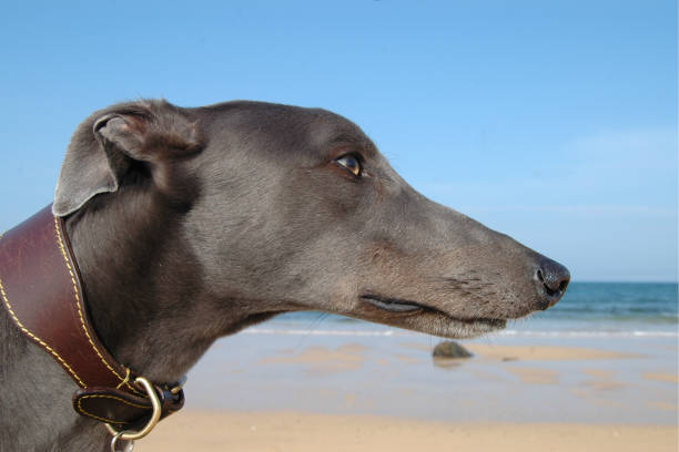 Side on image of blue greyhound head on beach stock photo