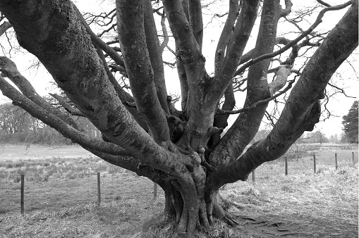 Black and white image of mass of branches coming off Beech tree in Leith Hall estate, Scotland.