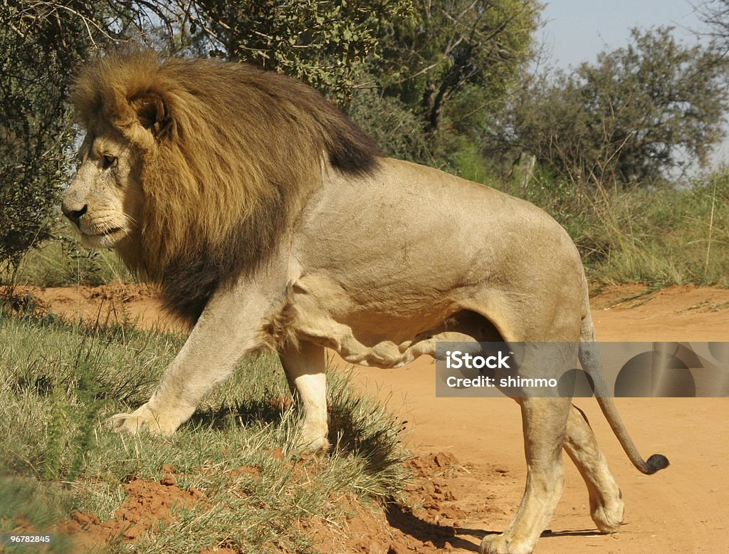 Lew w ruchu - Zbiór zdjęć royalty-free (Bez ludzi)