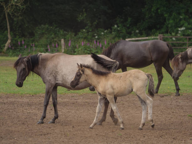 istock wild horses in the german muensterland 967830294