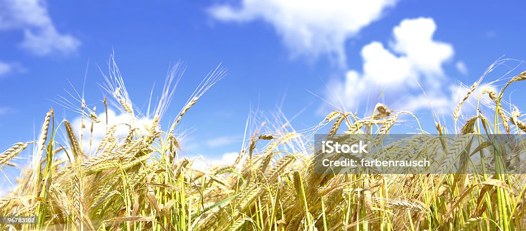 golden wheat  Agricultural Field Stock Photo