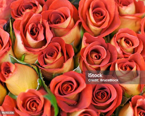 Foto de Buquê De Rosas Leonidas e mais fotos de stock de Rosa-chá - Rosa-chá, Bege, Bouquet