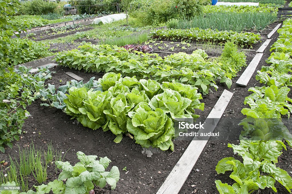 De vegetal Patch - Foto de stock de Huerto libre de derechos