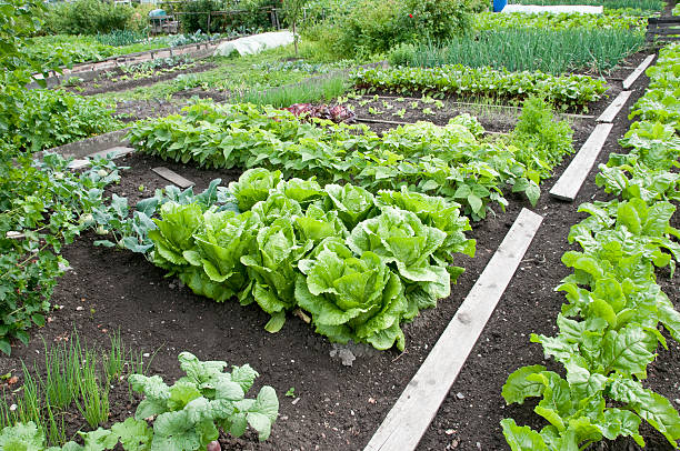Bright green allotment garden bed and soil