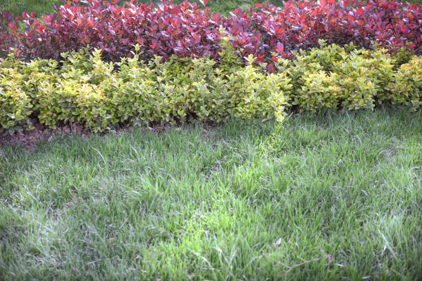 The morning sun shines on the green lawn, the lawn on the ground for a garden landscape design.