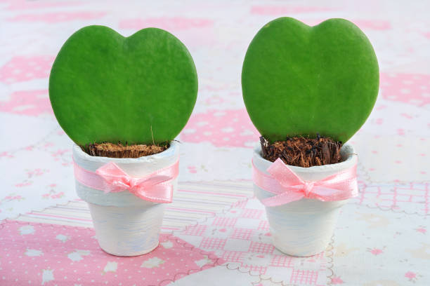 istock Two young Hoya kerrii plants in white flowerpots 967839044