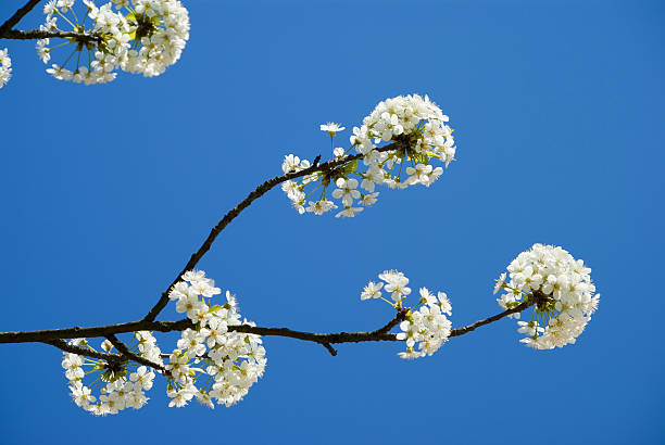 Cherry blossom isolated stock photo