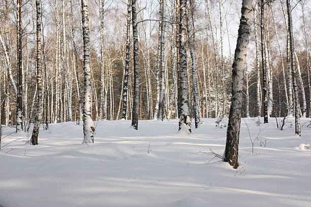 Forest with Birches . stock photo