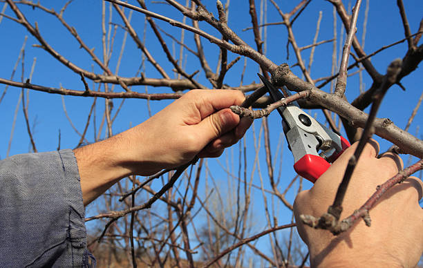 istock Seasonal pruning of trees 96784203