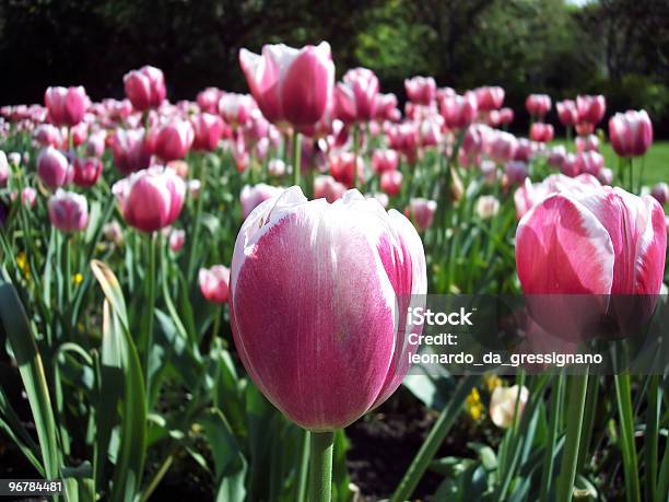 Tulpen In Irland Stockfoto und mehr Bilder von Baumblüte - Baumblüte, Blau, Blume