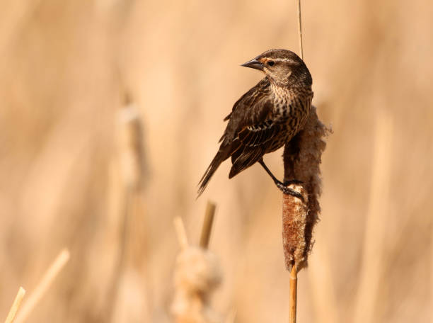 istock Female Red-Winged Blackbird on Cattail 967847936