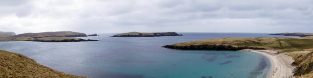 seehunde 아 덴 shettland inseln - shetland islands north sea beach sea 뉴스 사진 이미지