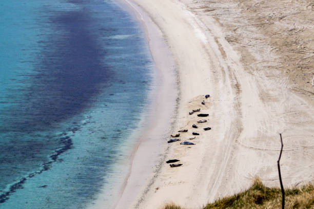 seehunde 아 덴 shettland inseln - shetland islands north sea beach sea 뉴스 사진 이미지