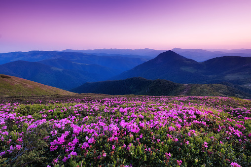 Montaña En Flor De Flores Y El Amanecer Hermoso Paisaje Natural A La Hora De Verano Foto de stock y más banco de imágenes de Flor - iStock Montaña En Flor De Flores Y El Amanecer Hermoso Paisaje Natural A La Hora De Verano Foto de stock y más banco de imágenes de Flor - iStock