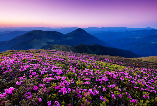 Mountains During Flowers Blossom And Sunrise Beautiful Natural Landscape At  The Summer Time Stock Photo - Download Image Now - iStock