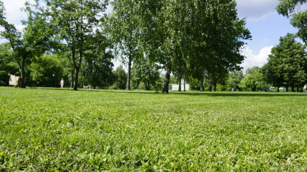 istock Green Nature in Moscow 967870570