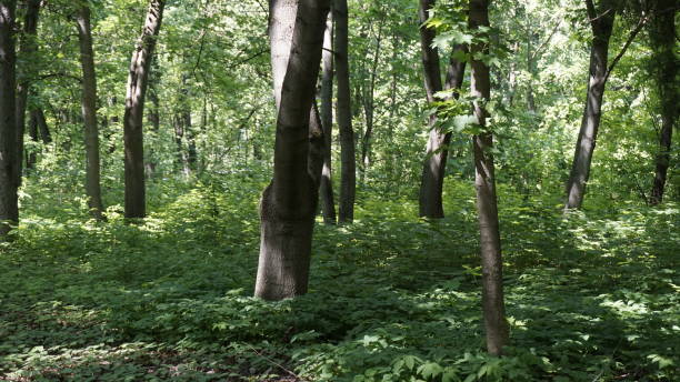 istock Green Nature in Moscow 967870952