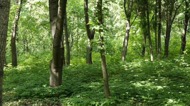istock Green Nature in Moscow 967871058