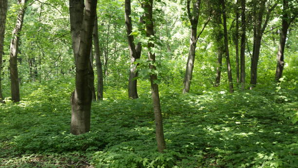 istock Green Nature in Moscow 967871062