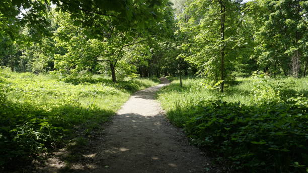 istock Green Nature in Moscow 967871522