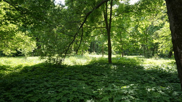 istock Green Nature in Moscow 967871602