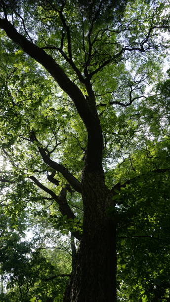 istock Green Nature in Moscow 967871680