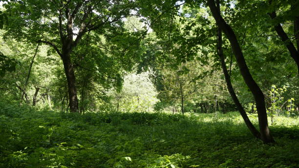 istock Green Nature in Moscow 967871822