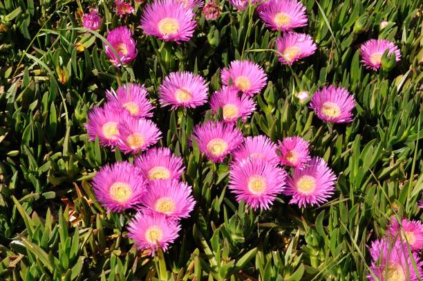 patch di fichi hottentot rosa in bretagna - brittan foto e immagini stock